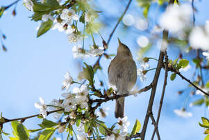 A Single Bird