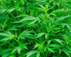 Cannabis Plants