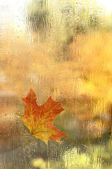 Leaf on Window