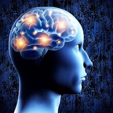 Brain