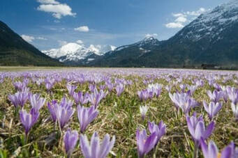 Field of Flowers