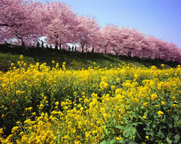 Spring Blossoms