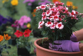 Potting Flowers